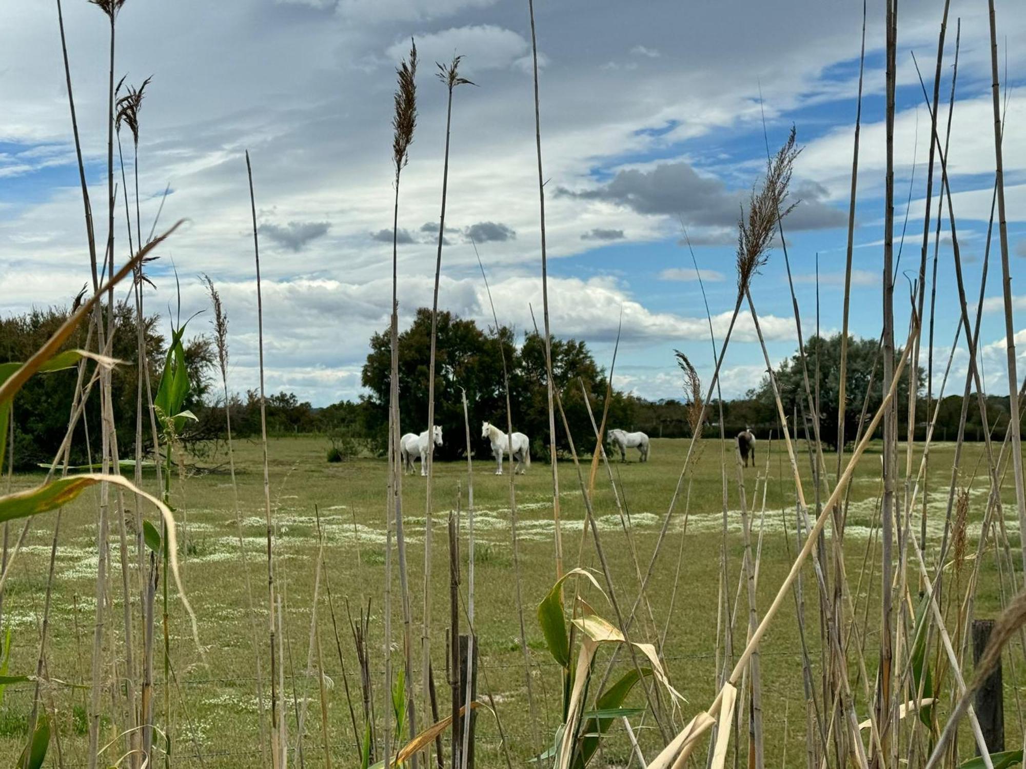 Le Mazet Sooksabai, Confort, Charme Et Decouverte En Petite Camargue Saint-Laurent-dʼAigouze Exterior foto